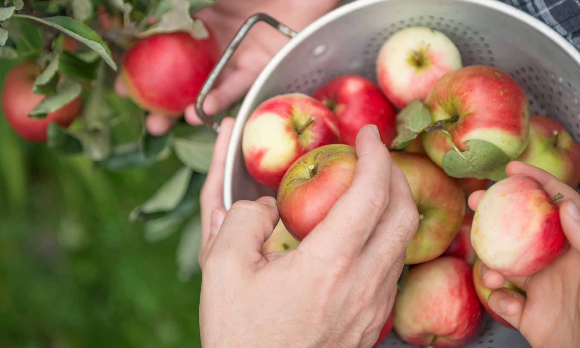 Händer som plockar röda äpplen och lägger äpplena i en hink